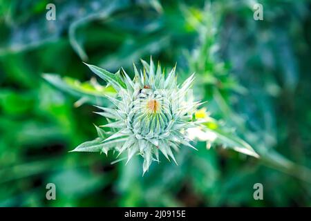 Junge wild wachsende Distel auf grünem unscharfem Hintergrund. Draufsicht Stockfoto