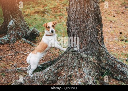 Der kleine und niedliche Jack Russell Terrier Hund mit Halsband steht neben einem Baum und schaut nach oben, auf der Jagd nach einem Vogel oder einem Chipmunk. Stockfoto