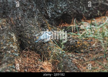 Eurasischer oder gewöhnlicher Nuthatch-Vogel im Wald auf der Suche nach Nahrung - Zedernnüsse. Vogelbeobachtung und Biologie Konzept Stockfoto