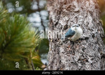 Eurasischer oder gewöhnlicher Nuthatch-Vogel im Wald auf der Suche nach Nahrung - Zedernnüsse. Vogelbeobachtung und Biologie Konzept Stockfoto