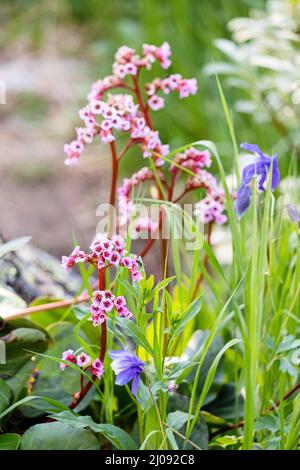 Bergenia oder Elefantenohren oder Piqqueak - eine Pflanze, die in der orientalischen Kräutermedizin und Ayurveda beliebt ist, blüht auf einer Waldwiese Stockfoto