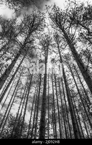 Vertikale Aufnahme von hohen Bäumen in einem Wald mit niedrigem Winkel in Graustufen Stockfoto