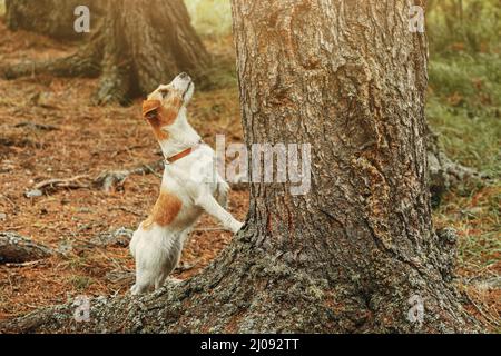 Der kleine und niedliche Jack Russell Terrier Hund mit Halsband steht neben einem Baum und schaut nach oben, auf der Jagd nach einem Vogel oder einem Chipmunk. Stockfoto