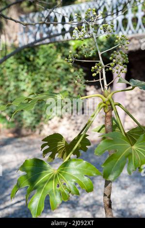 Fatsia japonica, auch Hochglanzpapier-Pflanze, ist eine blühende Pflanze aus der Familie der Araliaceae, die im südlichen Japan und Südkorea beheimatet ist. Stockfoto