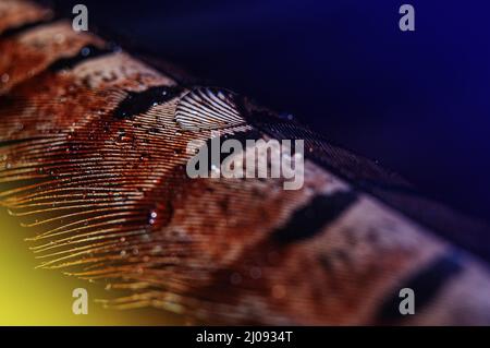 Wasser tropft auf Faseanfeder. Eine Makroaufnahme eines Wassertropfens auf einer bunten Fasefeder auf farbigem Hintergrund. Stockfoto