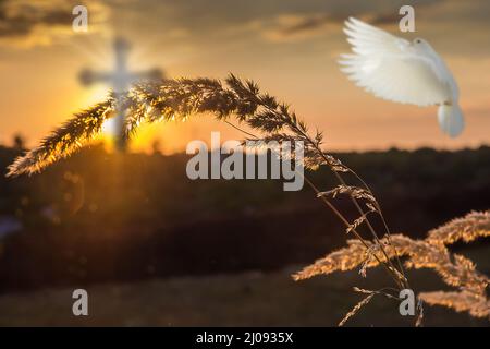 Silhouette christian Kreuz hinter Gras bei Sonnenuntergang Hintergrund mit Wunder weißen Taube. Ostern und christliche Religion Konzept Stockfoto