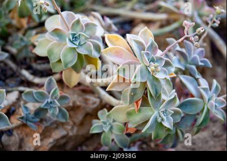 Graptopetalum paraguayense ist eine Sukkkulentpflanze aus der Familie der Jade-Pflanzen, Crassulaceae, die in Tamaulipas, Mexiko, beheimatet ist. Stockfoto