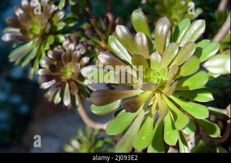 Aeonium arboreum, der Baum Aeonium, Baum houseleek oder irische Rose, ist eine saftige, Subtropischer Unterstrauch in der blühenden Pflanzenfamilie Crassulaceae. . Stockfoto