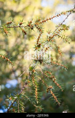 Juniperus communis, der gewöhnliche Wacholder, ist eine Art von kleinem Baum oder Strauch in der Zypressenfamilie Cupressaceae. Stockfoto