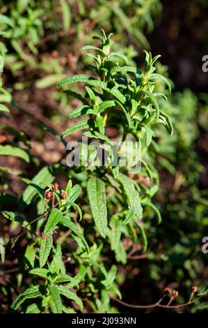 Cistus monspeliensis ist eine Art von Steinrose, die unter dem gemeinsamen Namen Montpellier cistus bekannt ist. Stockfoto