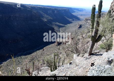 Kaktuslandschaft in einer Schlucht Baja California Sur, Mexiko Stockfoto