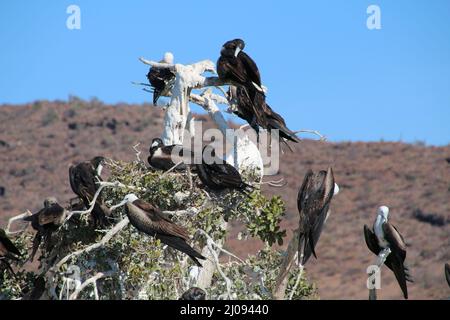 Fregatte-Vogelkolonie auf Isla Espiritu Santo, Baja California Sur, Mexiko Stockfoto