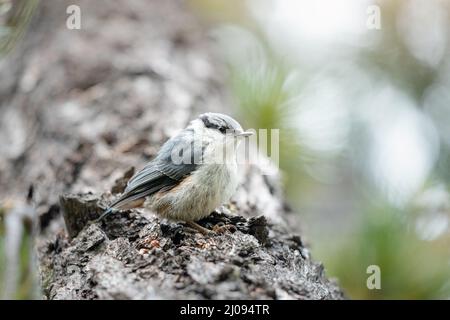 Eurasischer oder gewöhnlicher Nuthatch-Vogel im Wald auf der Suche nach Nahrung - Zedernnüsse. Vogelbeobachtung und Biologie Konzept Stockfoto