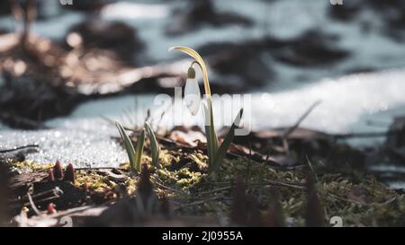 Schneeglöckchen blühen zwischen Schnee und gefrorener Erde Stockfoto