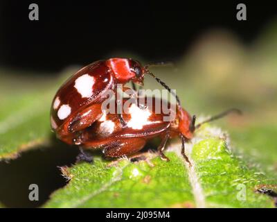 Ein paarweise paarweise rotes und braunes Paar mit weißen Punktekäfer (Ordnung Coleoptera), isoliert auf einem tropischen grünen Blatt mit natürlichem dunklen Hintergrund Stockfoto