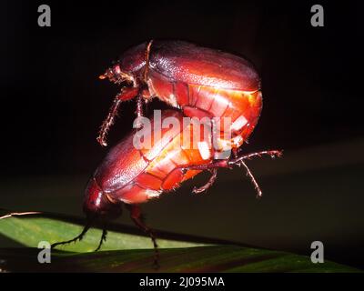 Ein paarweise paarweise paarweise Rotkäfer (Ordnung Coleoptera), isoliert auf einem tropischen grünen Blatt mit natürlichem dunklen Hintergrund Stockfoto