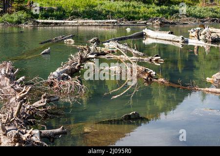 Baumstämme bildeten einen Stau auf einem Bergfluss Stockfoto