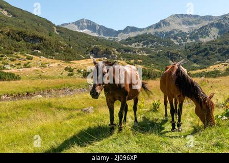 Pferde grasen auf üppiger Bergwiese im Pirin Nationalpark und Naturschutzgebiet, Pirin Berg, Bulgarien, Balkan, Europa Stockfoto