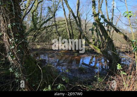 Überfluteter Wald in der britischen Insel Stockfoto