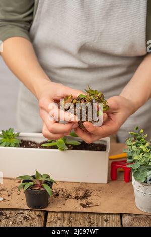 Makroaufnahme der Frau hält Innenblume auf rustikalem Holztisch auf weißem Hintergrund. Konzept der Pflanzenpflege und Hausgarten. Gartenzeitschrift il Stockfoto