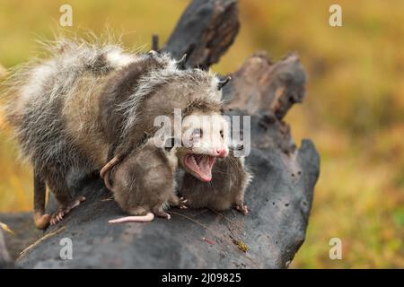 Virginia opossum Adult (Didelphis virginiana) reagiert auf Joeys Klettern im ganzen Herbst - Gefangene Tiere Stockfoto