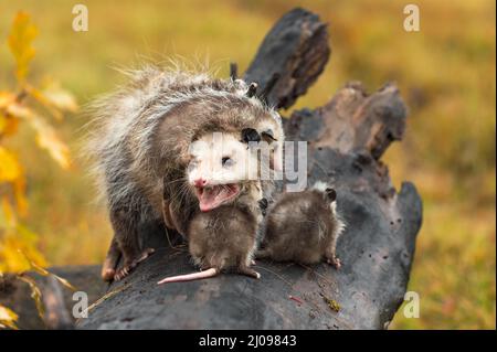 Virginia opossum Adult (Didelphis virginiana) zischt, während Joeys auf und um den Herbst klettern - Gefangene Tiere Stockfoto