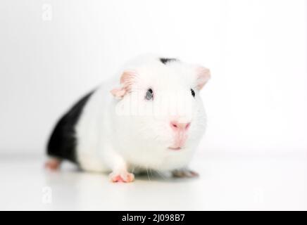 Ein weißes amerikanisches Guinea-Schwein mit schwarzen Markierungen auf weißem Hintergrund Stockfoto