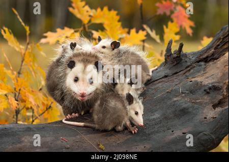 Virginia opossum Adult (Didelphis virginiana) schaut auf Joeys rundum auf Log Autumn Stockfoto