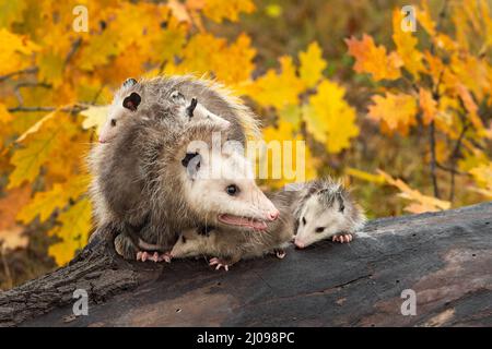 Virginia opossum Adult (Didelphis virginiana) schaltet Log Joeys ein um und unter Herbst - Gefangene Tiere Stockfoto