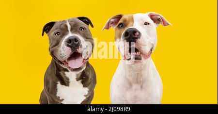 Banner zwei große glückliche Hunde. American Bully und American Bully Welpen. Isoliert auf gelbem Hintergrund. Stockfoto