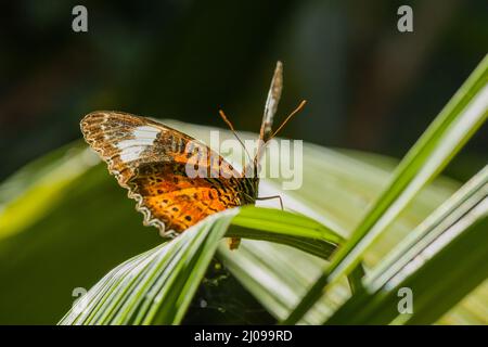 Monarch Schmetterling sitzt auf einem grünen Blatt Stockfoto