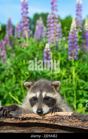 Waschbär (Procyon lotor) lehnt sich im Hintergrund Sommer über Log Lupin - Captive Animal Stockfoto