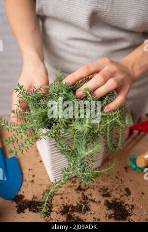 Blick von oben auf Frau Gärtner Hände kümmern sich um Innenblume in der Keramik-Topf auf rustikalen Holztisch Hintergrund. Konzept der Pflanzenpflege und hom Stockfoto