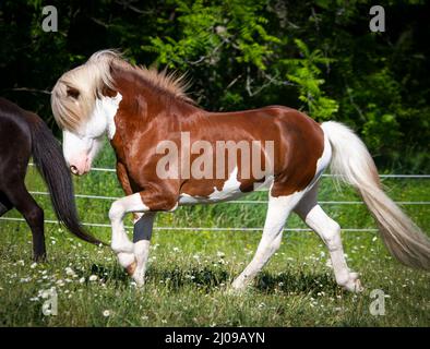 Der isländische Pferdehengst spielt auf der Sommerweide Stockfoto