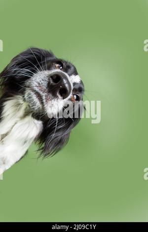 Portrait neugierig und verstecken Welpen Hund neigbar Kopfseite. Isoliert auf grünem Hintergrund Stockfoto