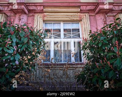 Weißes Holzfenster auf einem historischen rosafarbenen Haus hinter grünen Blättern Stockfoto