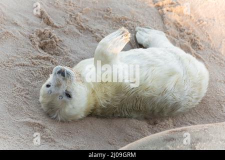 Eine weiße und flauschige neugeborene Graurobbe (Halichoerus grypus) rollt im Sand des Strandes bei Horsey GAP in Norfolk Stockfoto