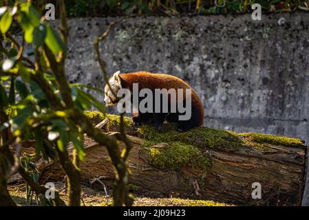 Entzückender roter Panda auf einem moosig gefallenen Baumstamm im Zoo Zürich in der Schweiz Stockfoto