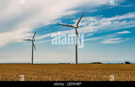 Windturbinen im Weizenfeld, die saubere und erneuerbare Energie erzeugen Stockfoto