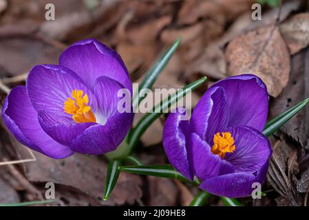 Violette und goldene Krokusblüten, die durch ein Bett aus toten Blättern drücken. Es ist eine Gattung von blühenden Pflanzen in der Familie der Iris Stockfoto