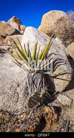 Blick auf eine Mojave Yucca im Joshua Tree National Park, Kalifornien, USA Stockfoto