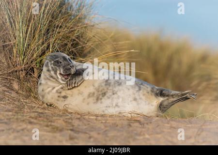 Der junge, von seiner Mutter entwöhnte Kegelrobbenjunge (Halichoerus grypus) ruht und spielt im Gras der Sanddünen am Strand von Horsey, Nor Stockfoto