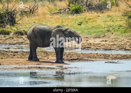 Ein einsamer isoliert elephaant Trinkwasser aus einem Wasserloch im heißen Sommer Stockfoto