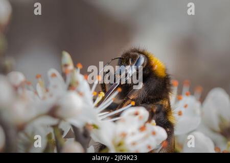 In der Frühlingsblüte ernährt sich diese Weißschwanzhummel (Bombus lucorum), die auf dem Devils Dyke in der Nähe von Newmarket gefunden wurde Stockfoto