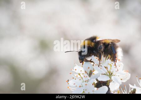 Die Weißschwanzhummel (Bombus lucorum) sitzt auf der Frühlingsblüte und ernährt sich in den Blumen entlang des Devils Dyke in der Nähe von Newmarket Stockfoto