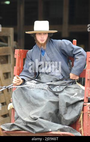 Junge Amish-Bauern auf dem Weg zum Markt in einem Buggy in USA - einige mit seiner Kuh Stockfoto