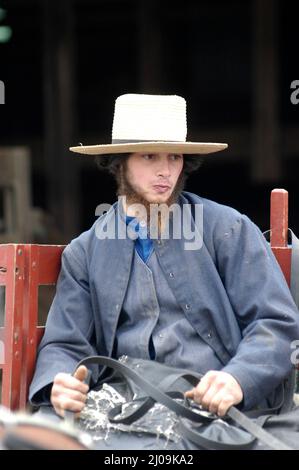 Junge Amish-Bauern auf dem Weg zum Markt in einem Buggy in USA - einige mit seiner Kuh Stockfoto