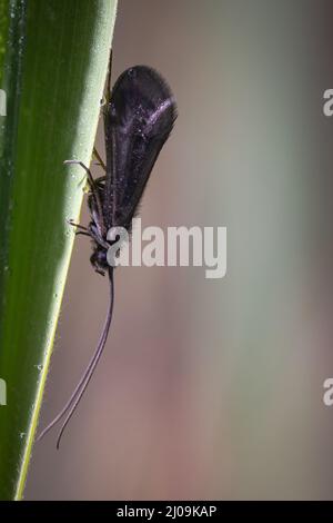 Nahaufnahme einer Caddis-Fliege (Trichoptera sp), die auf den Seggen von Wicken Fen, Cambridgshire, sitzt Stockfoto