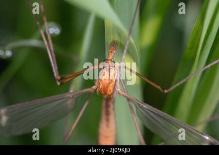 Die Kranichfliege Tipula vernalis versteckt sich im tau bedeckten Grasland bei Wicken Fen in Cambridgeshire Stockfoto