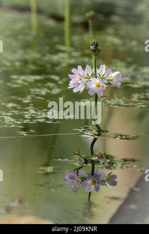 Die sanften rosa und weißen Blüten der Wasserveilchen (Hottonia palustris) wachsen durch das Wasser eines Pingos am Thompson Common in Norfolk Stockfoto